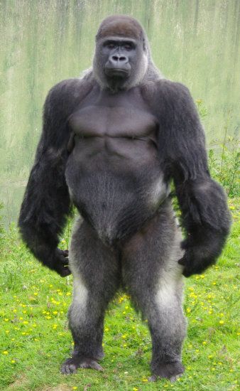 Gorilla #7