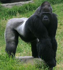 Gorilla #12