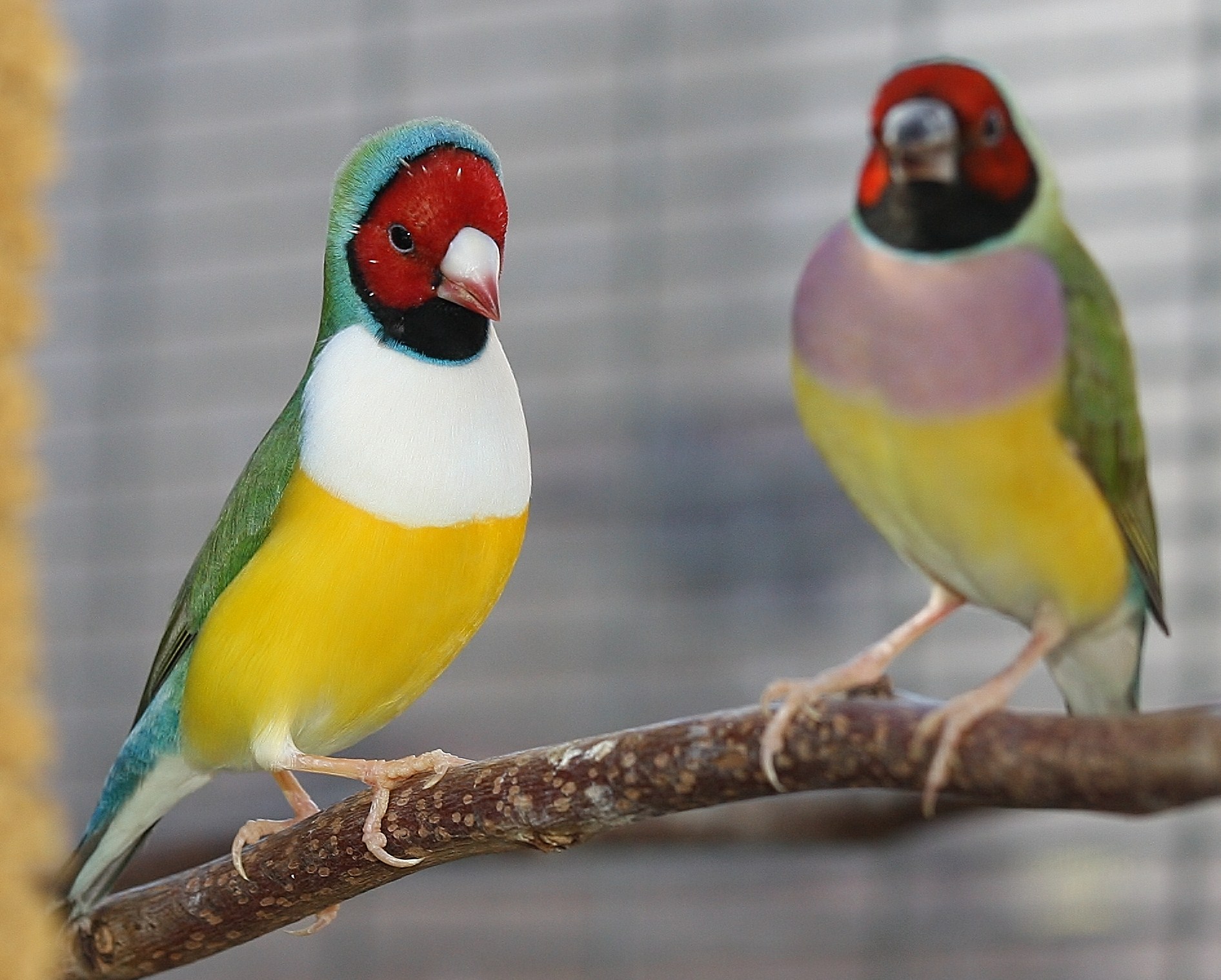 Gouldian Finch High Quality Background on Wallpapers Vista