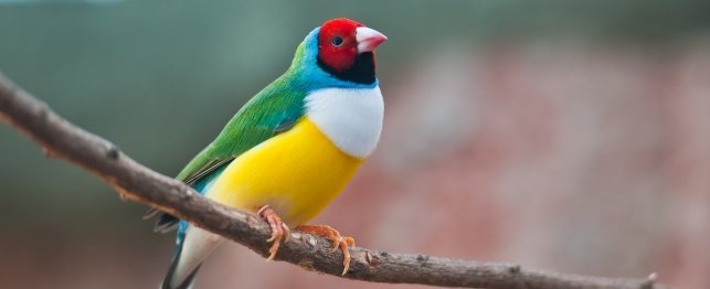 Gouldian Finch Pics, Animal Collection