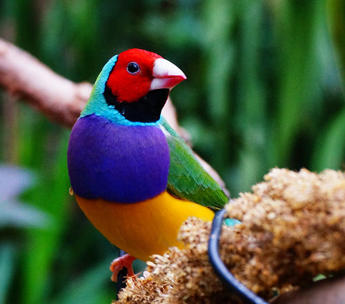 Gouldian Finch Backgrounds on Wallpapers Vista
