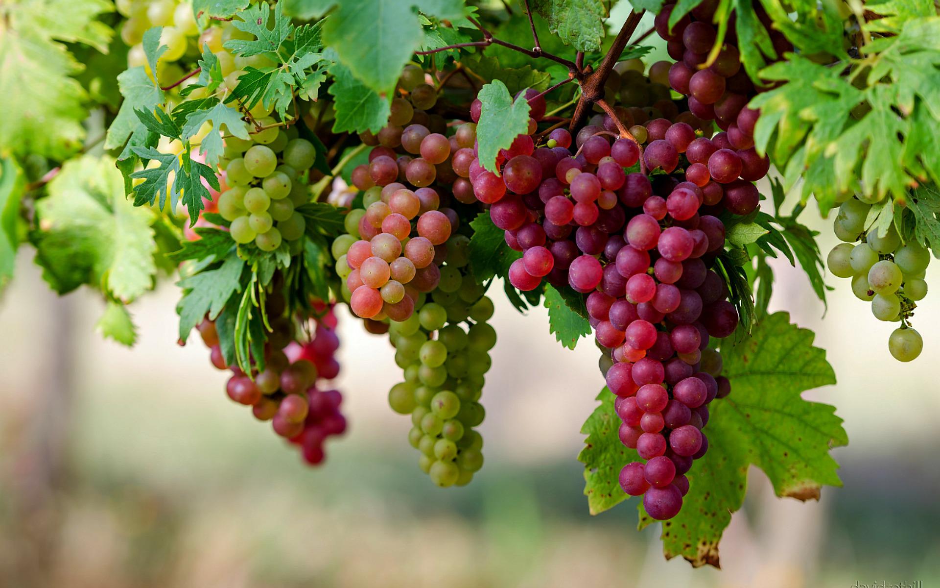 Nice wallpapers Grapes 1920x1200px