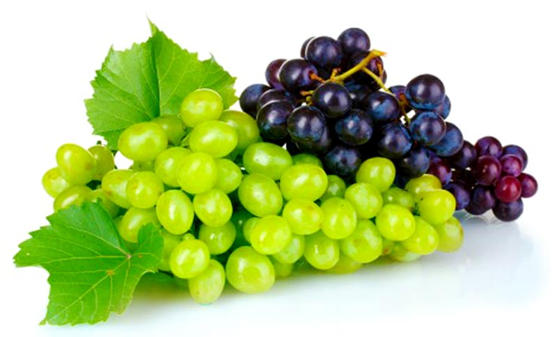 Grapes #15