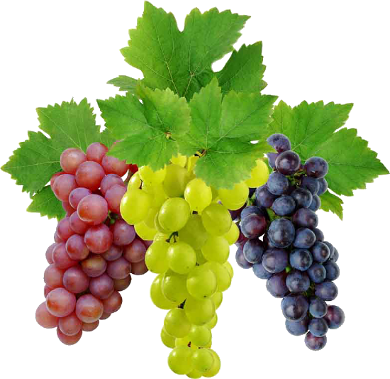 Images of Grapes | 550x534
