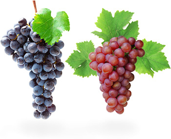 HD Quality Wallpaper | Collection: Food, 600x490 Grapes