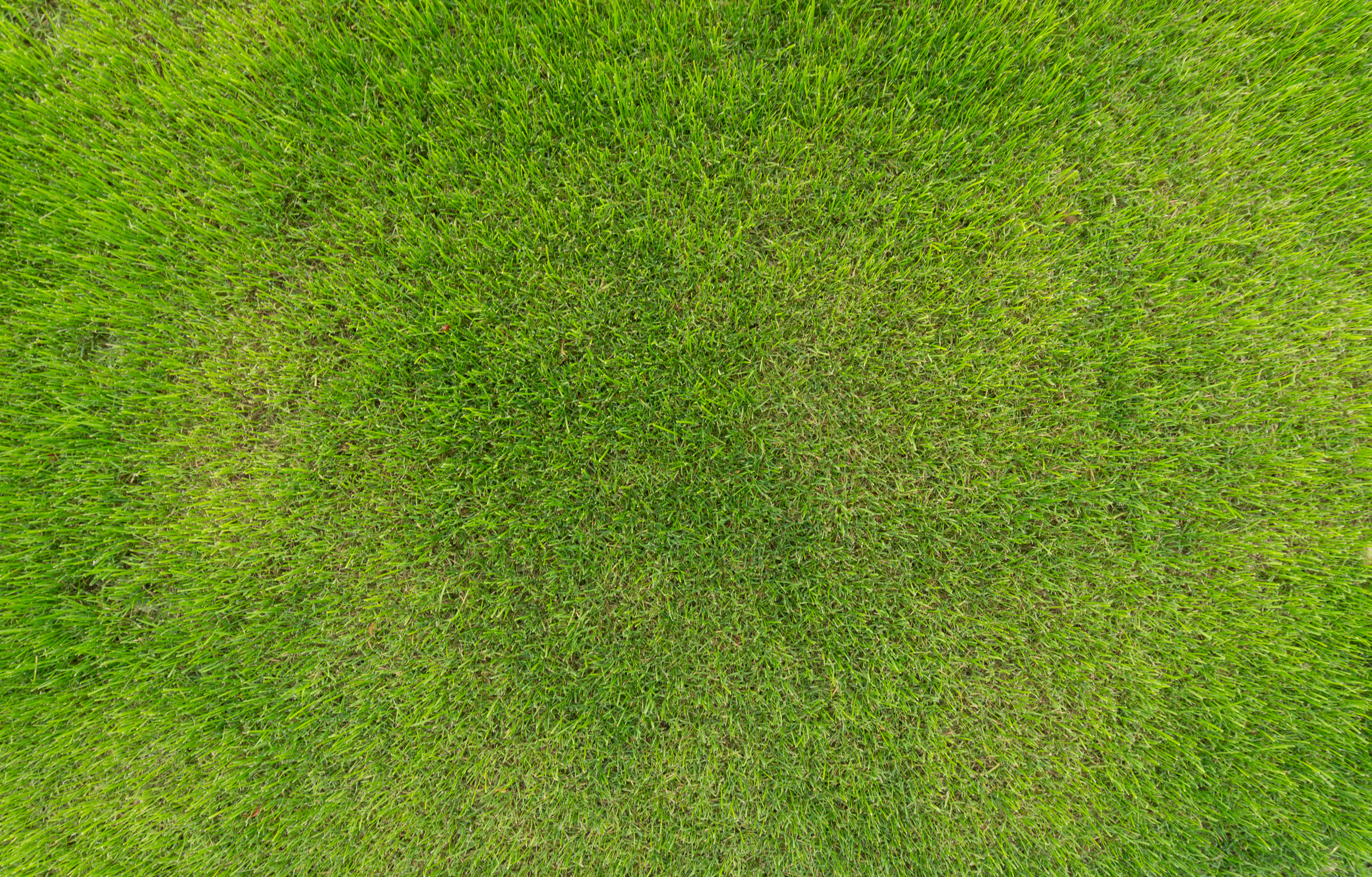 Grass texture 8к