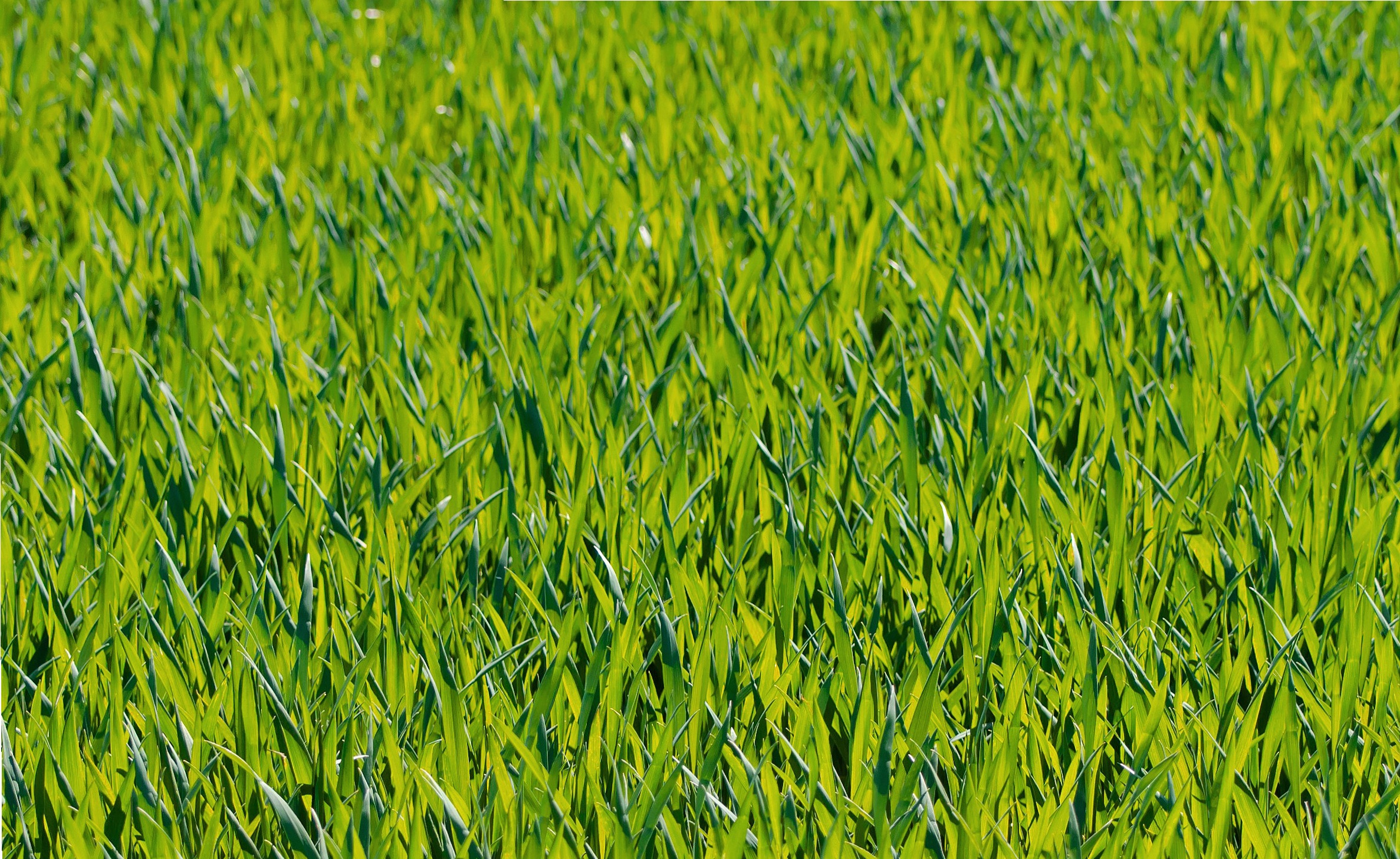 Nice Images Collection: Grass Desktop Wallpapers