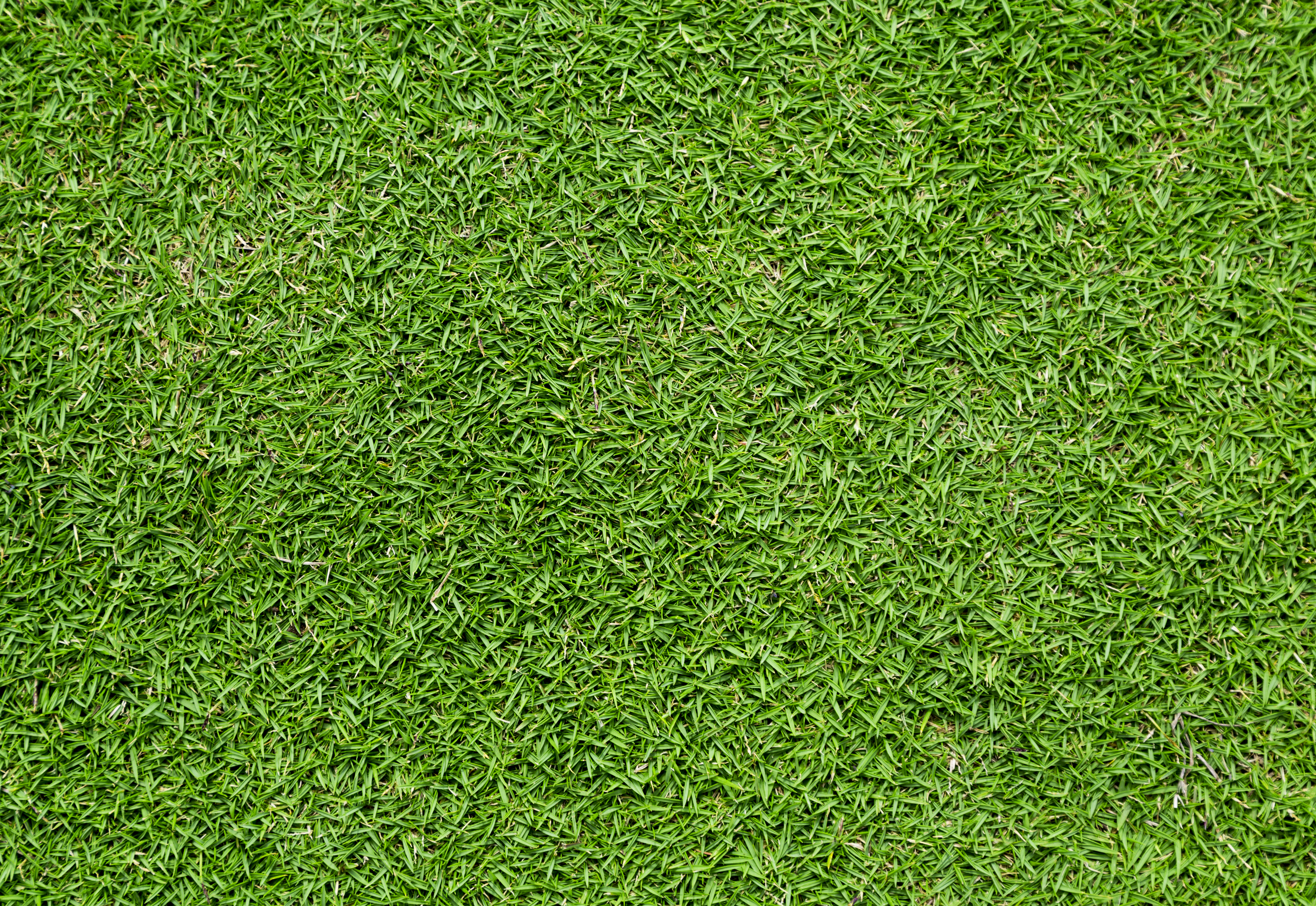 Grass #8