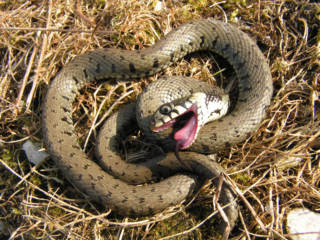 Nice Images Collection: Grass Snake Desktop Wallpapers