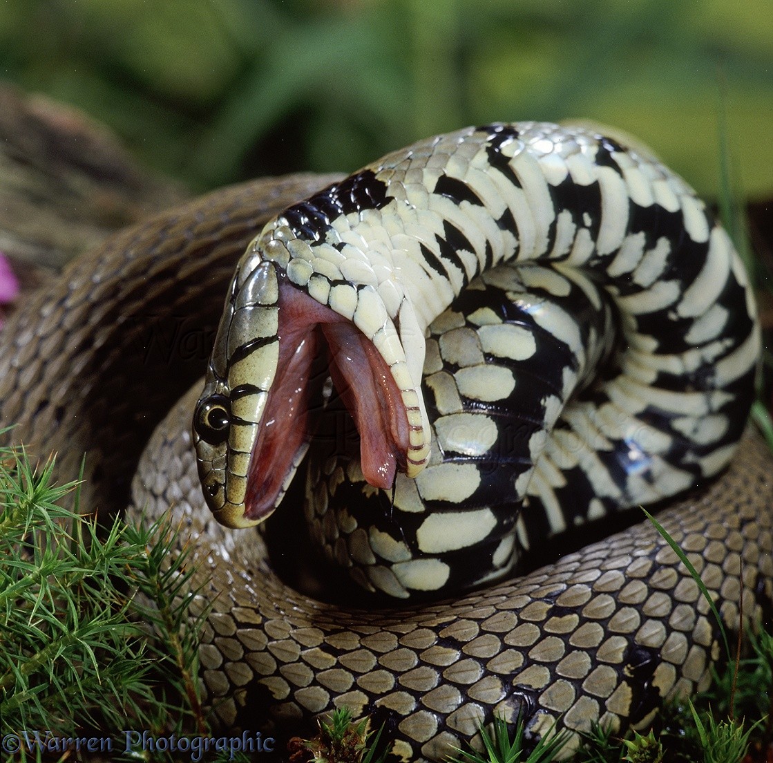 Nice wallpapers Grass Snake 1119x1104px