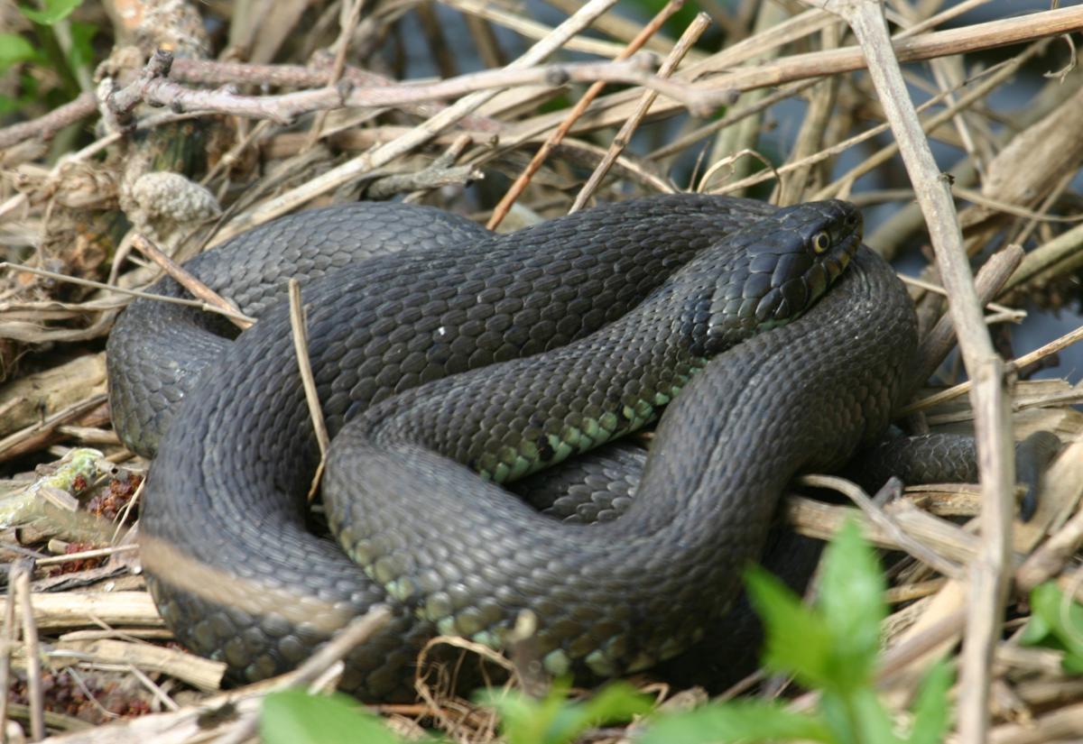 Grass Snake #24