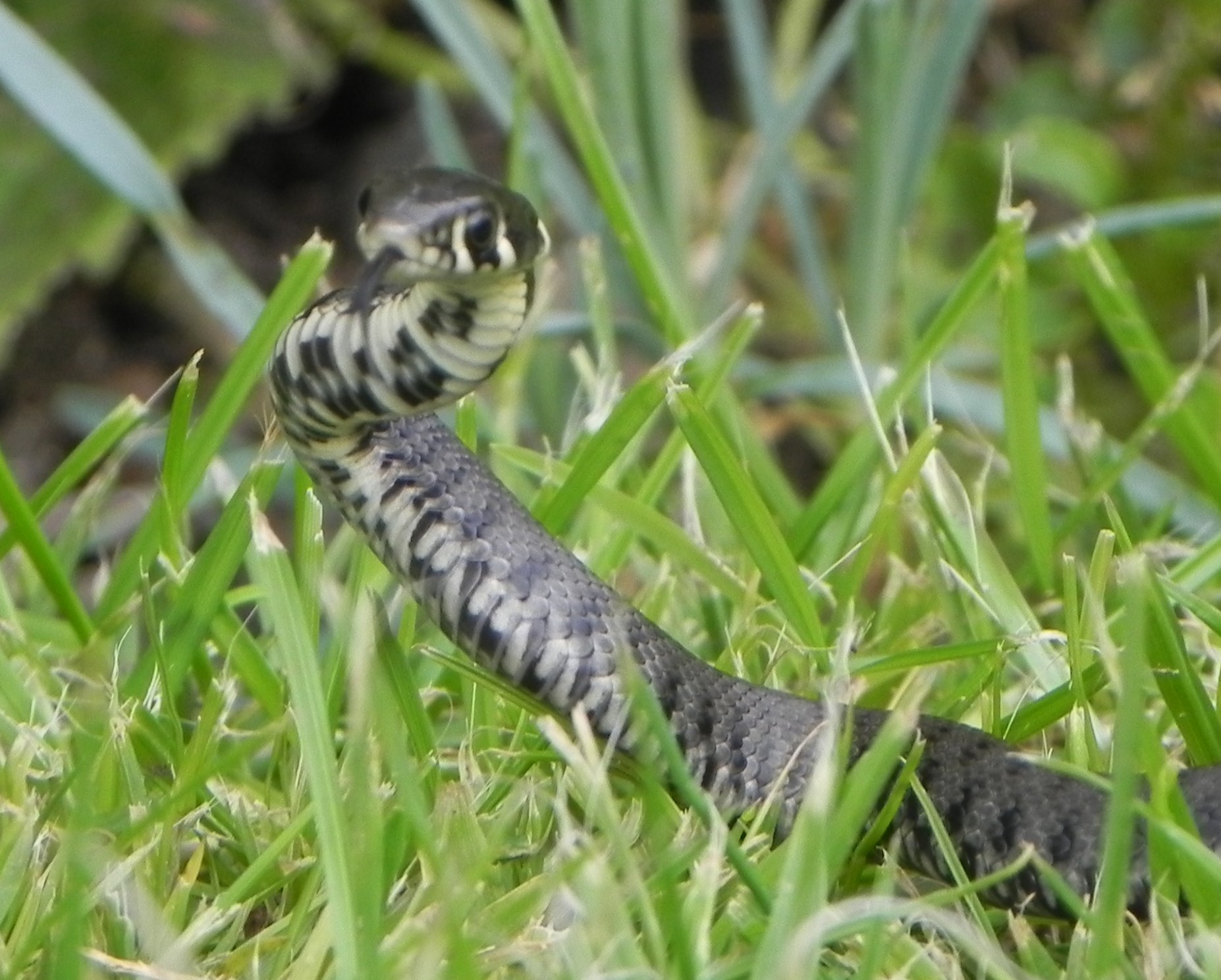 Grass Snake #19