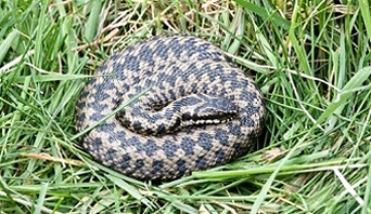 Grass Snake #13