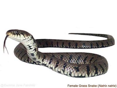Grass Snake #5