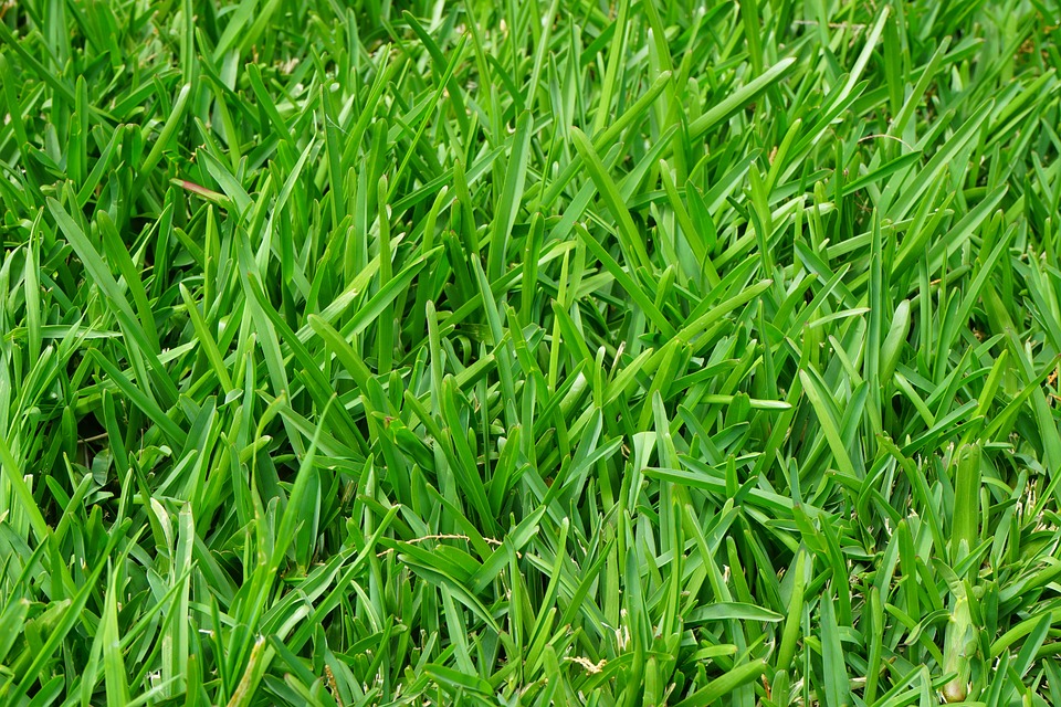 Grass Pics, Earth Collection