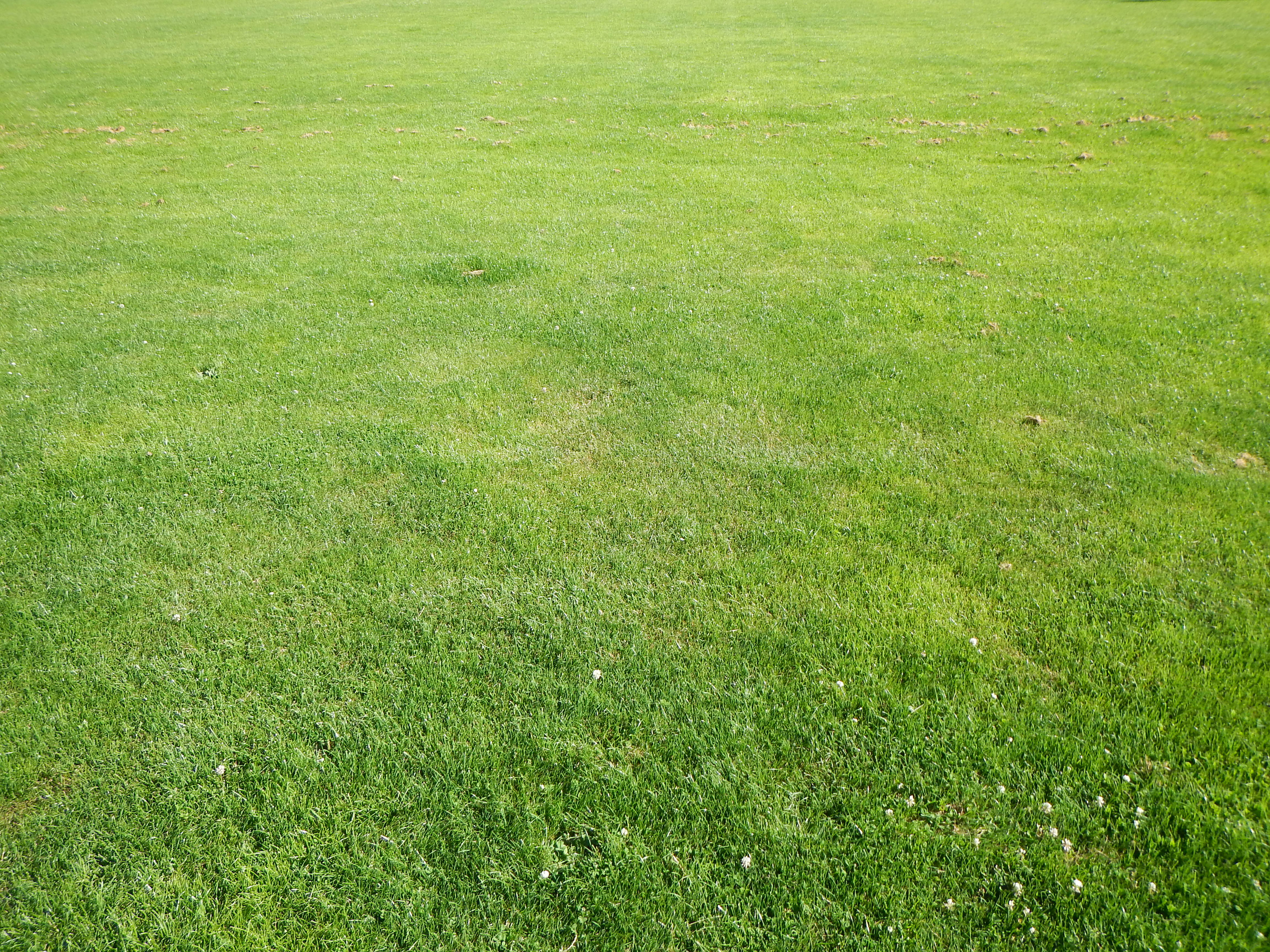 Grass High Quality Background on Wallpapers Vista