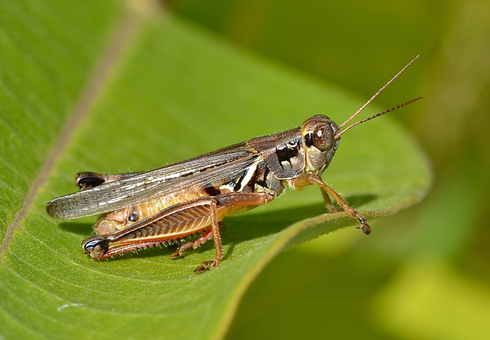 Grasshopper #19