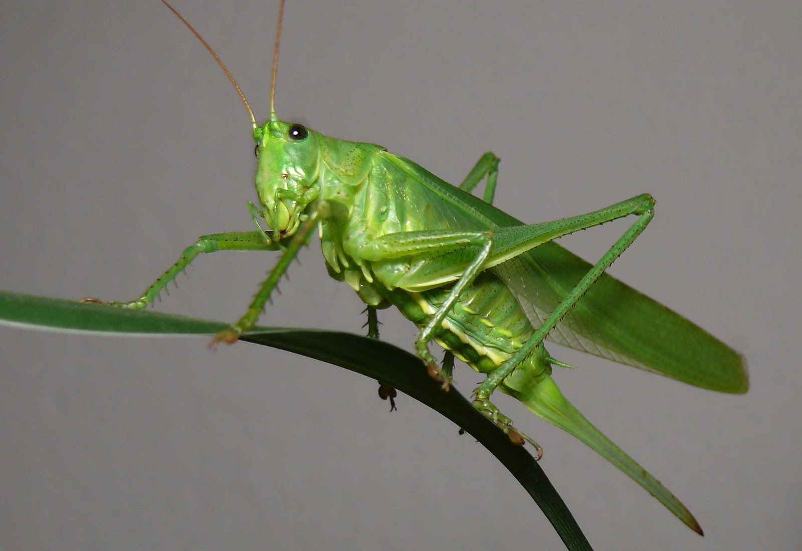 Grasshopper #21