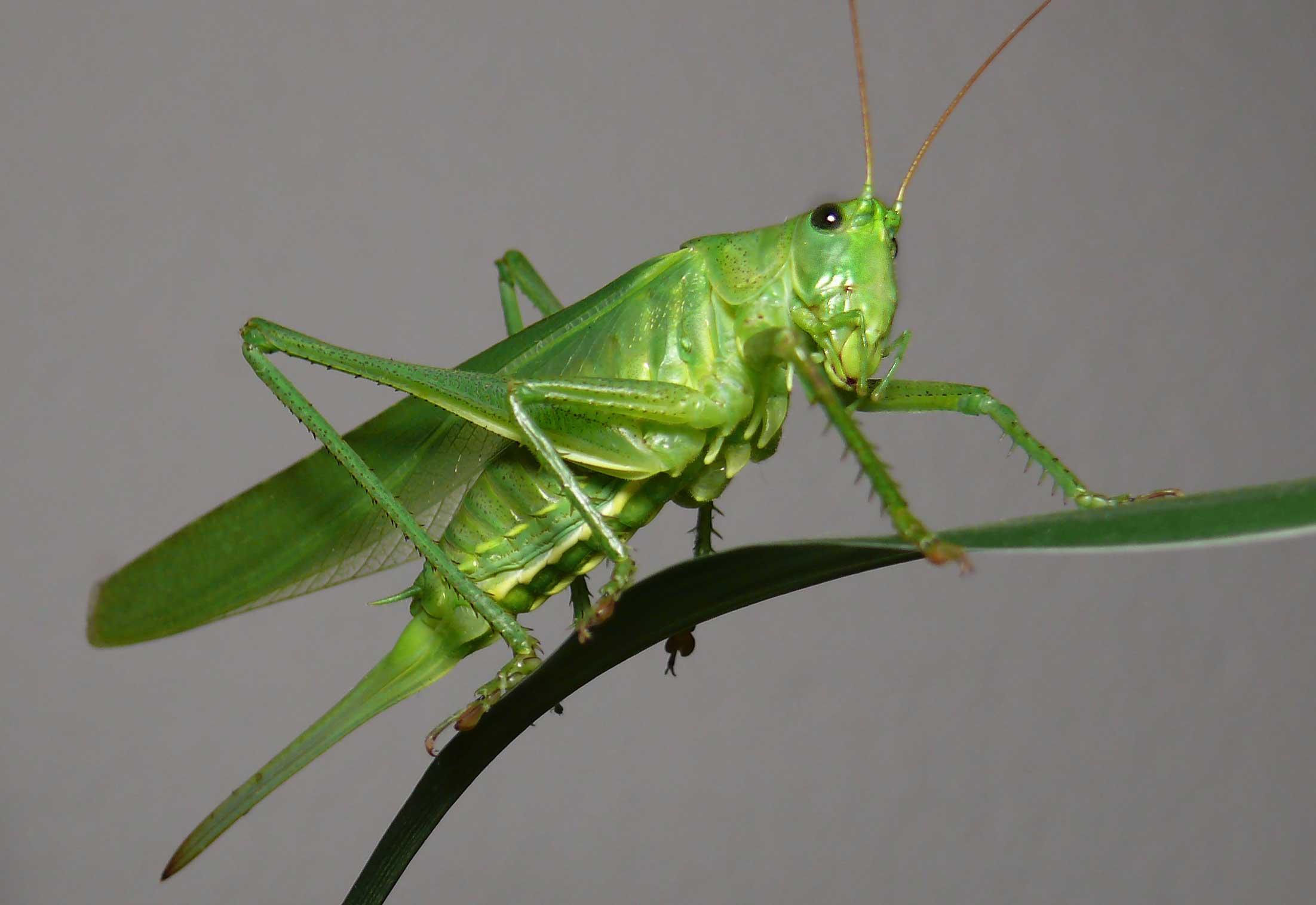 Grasshopper #20