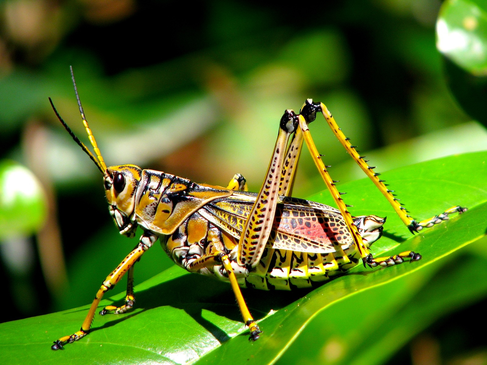Grasshopper #16