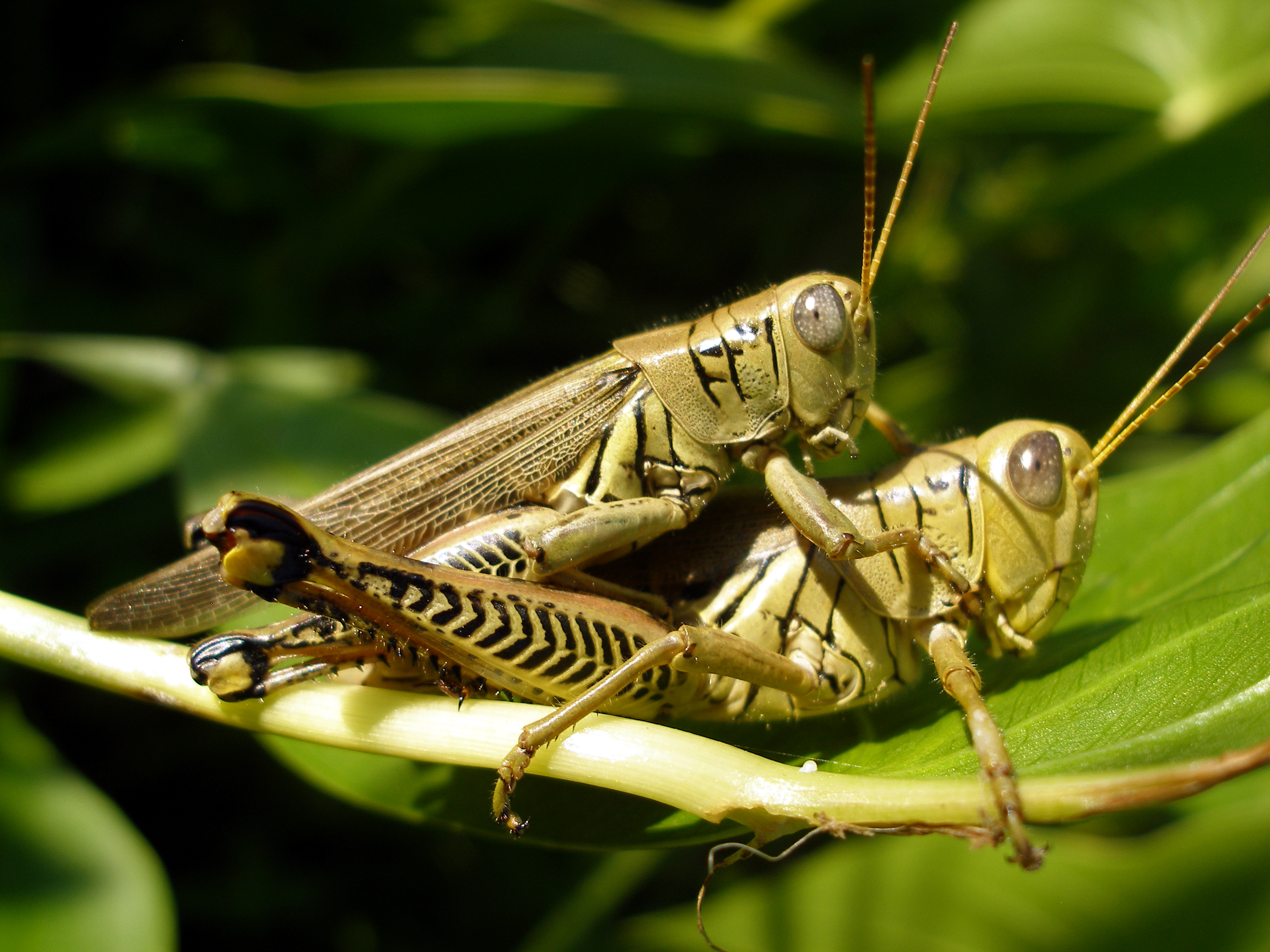 Nice Images Collection: Grasshopper Desktop Wallpapers