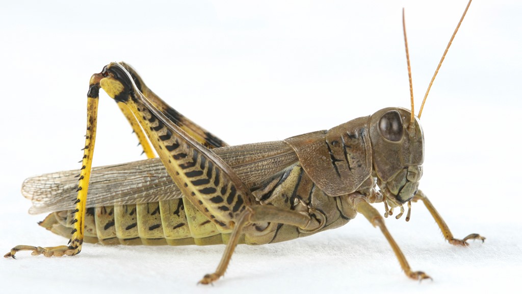 Grasshopper Pics, Animal Collection