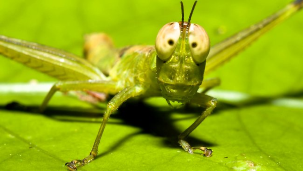 Amazing Grasshopper Pictures & Backgrounds
