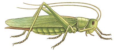 Grasshopper #8