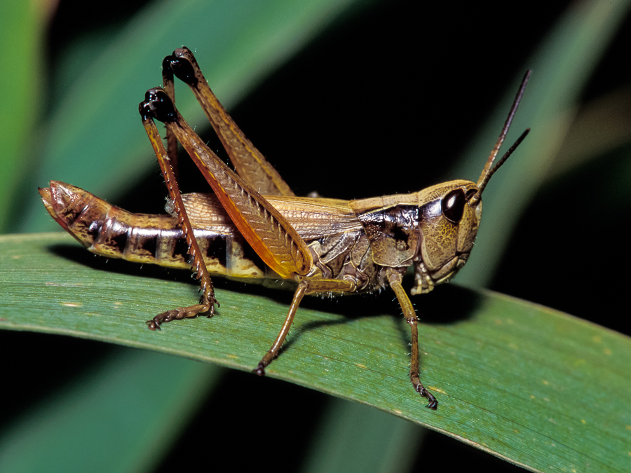Grasshopper #15