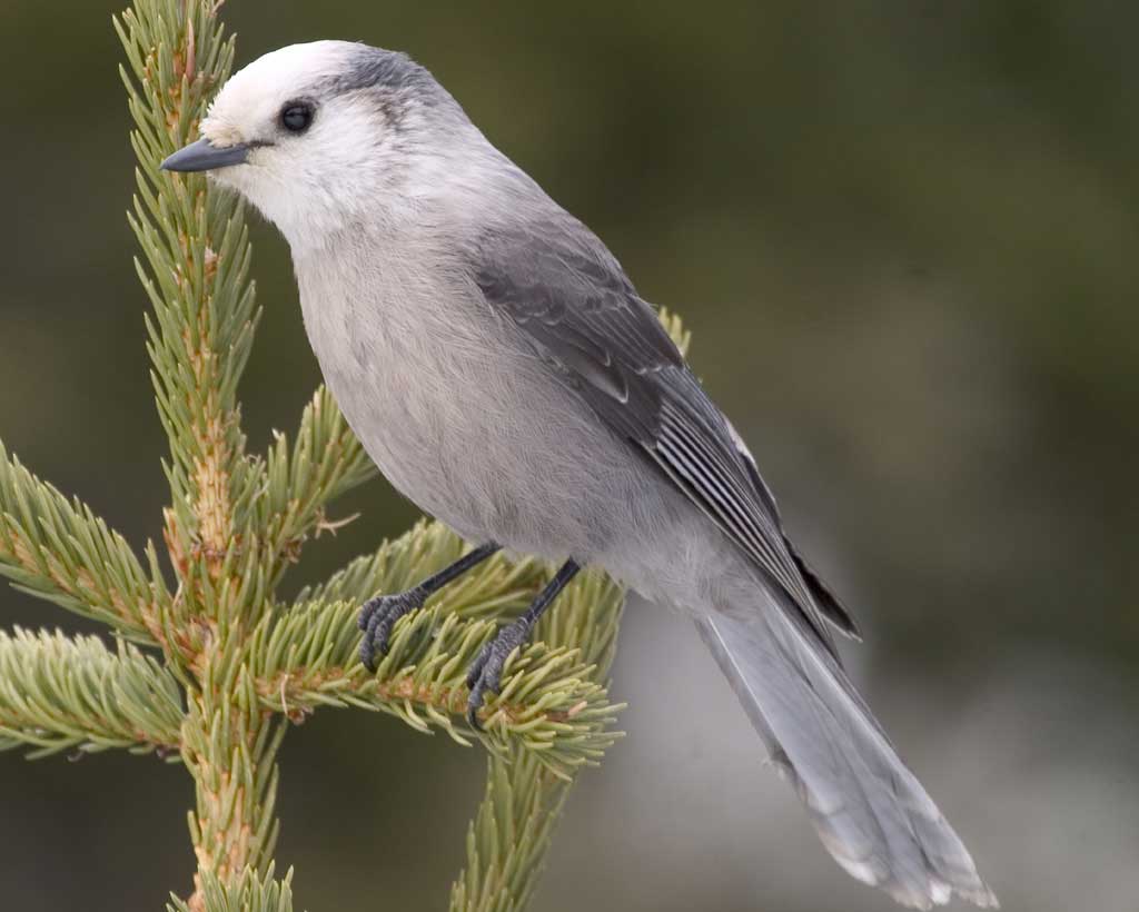Nice Images Collection: Gray Jay Desktop Wallpapers
