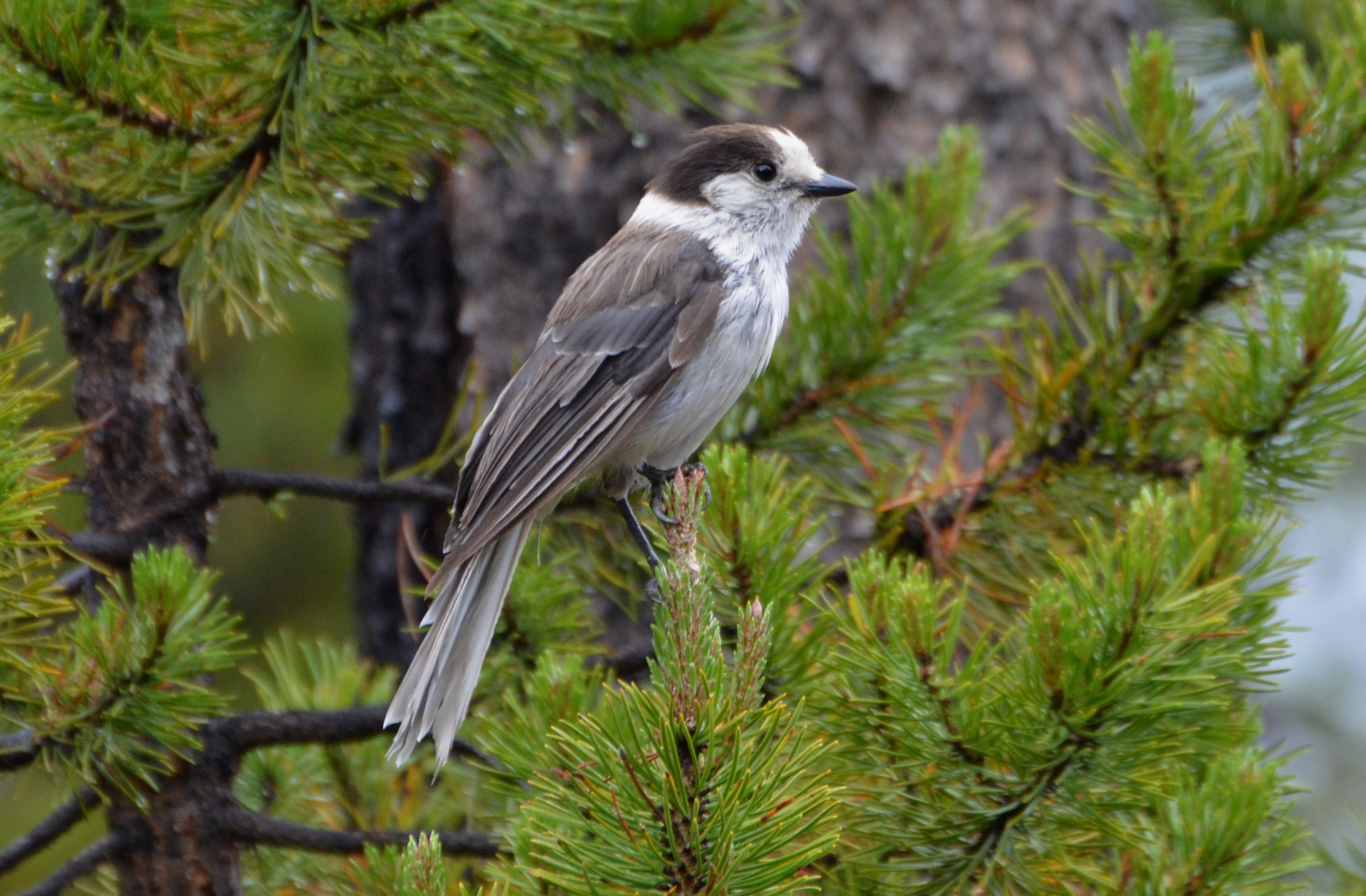 Gray Jay Backgrounds, Compatible - PC, Mobile, Gadgets| 3066x2012 px