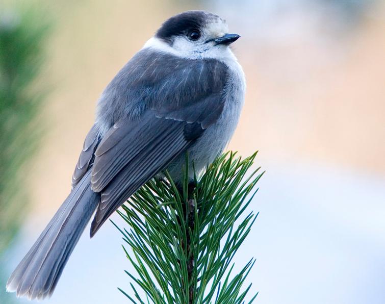 755x596 > Gray Jay Wallpapers