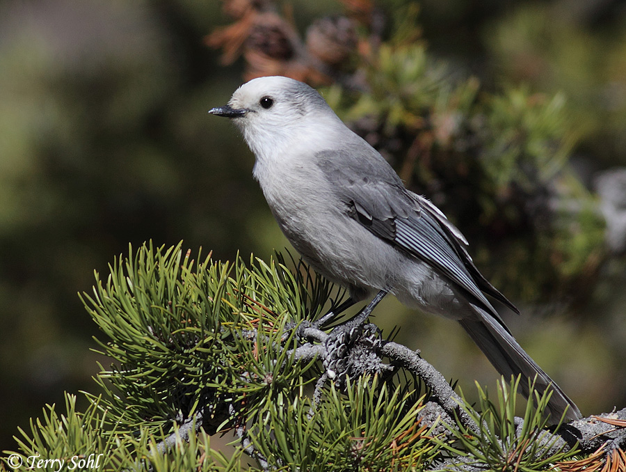 Gray Jay Backgrounds, Compatible - PC, Mobile, Gadgets| 900x678 px