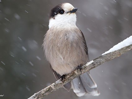 Amazing Gray Jay Pictures & Backgrounds