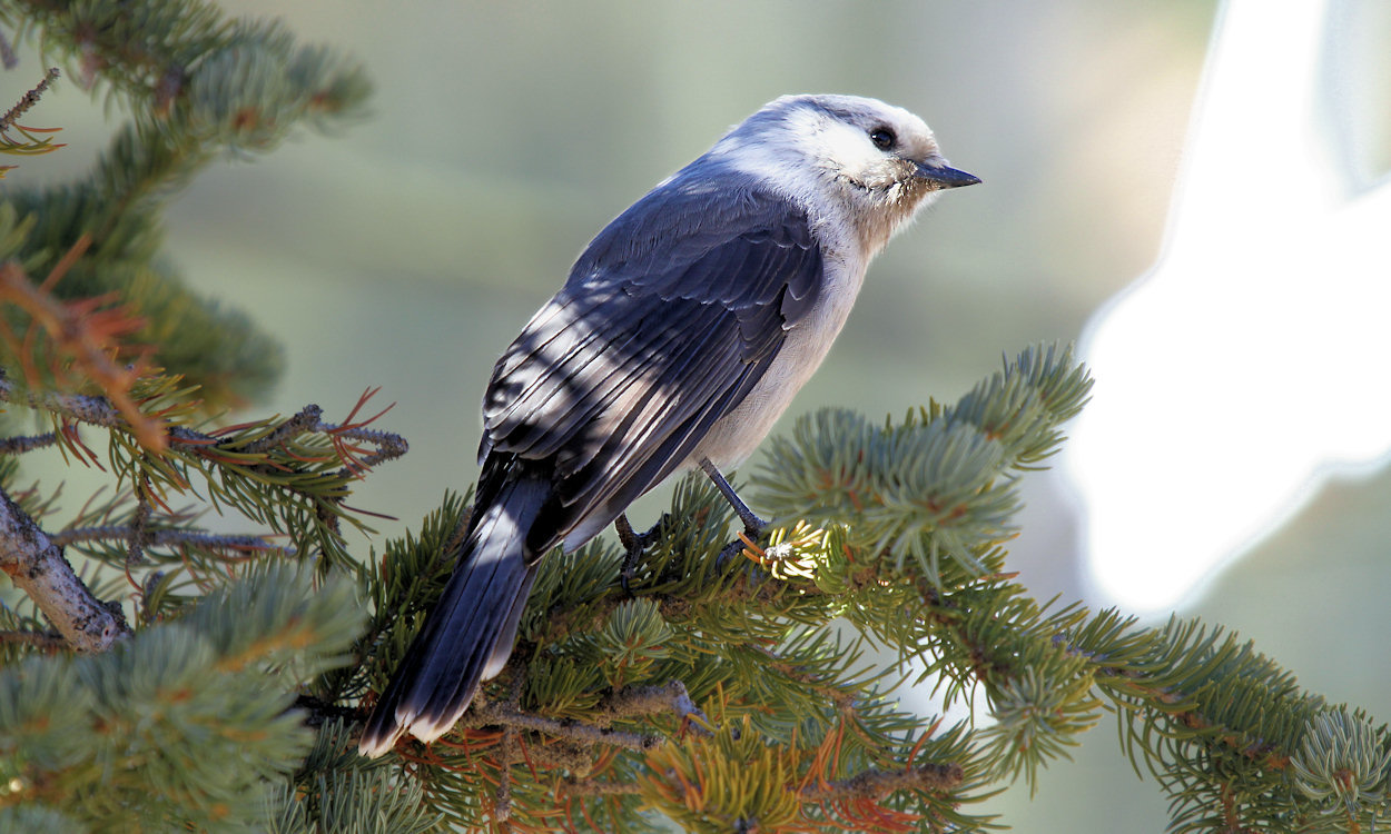 Gray Jay Backgrounds, Compatible - PC, Mobile, Gadgets| 1250x750 px