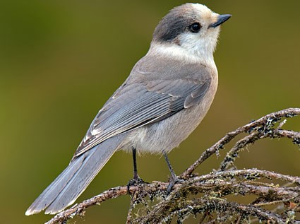 Nice wallpapers Gray Jay 425x317px
