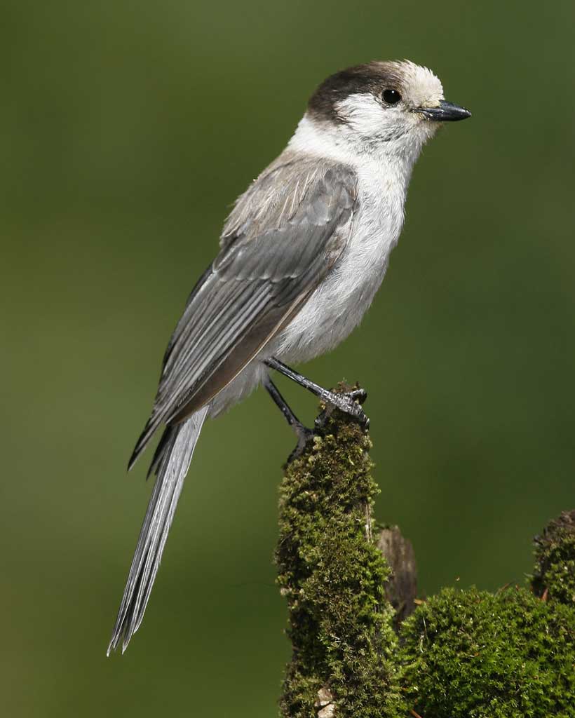 Gray Jay Backgrounds on Wallpapers Vista