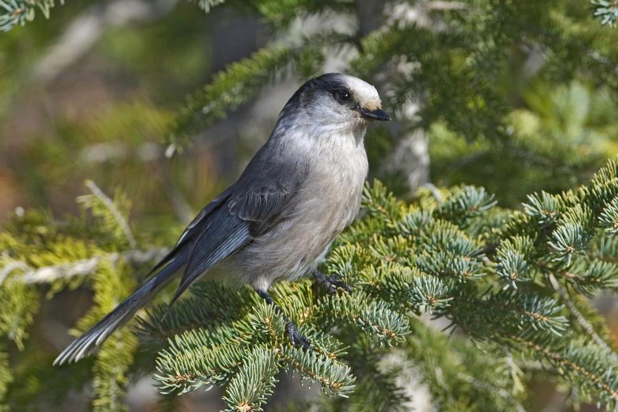 Gray Jay High Quality Background on Wallpapers Vista