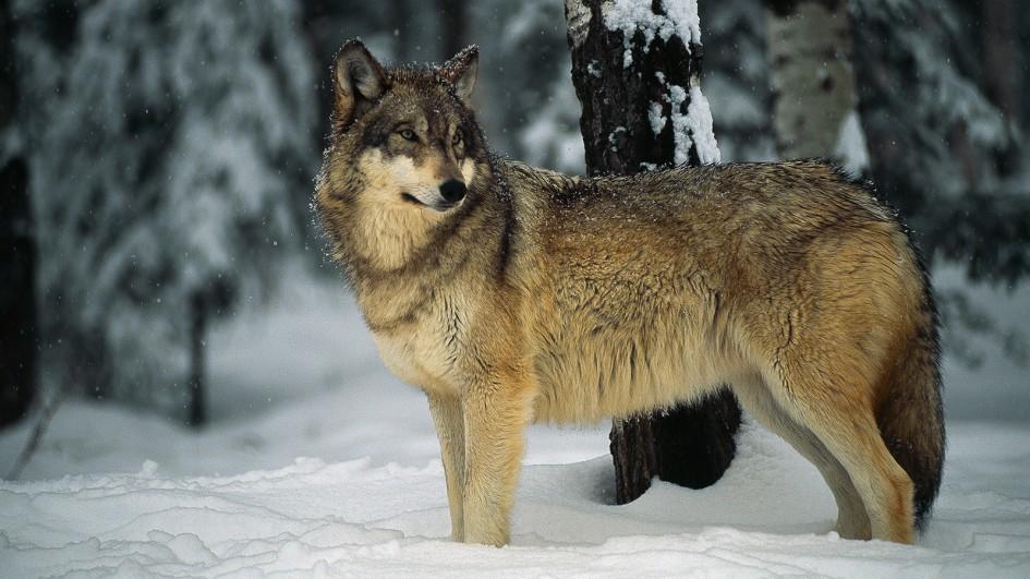 Gray Wolf Pics, Animal Collection