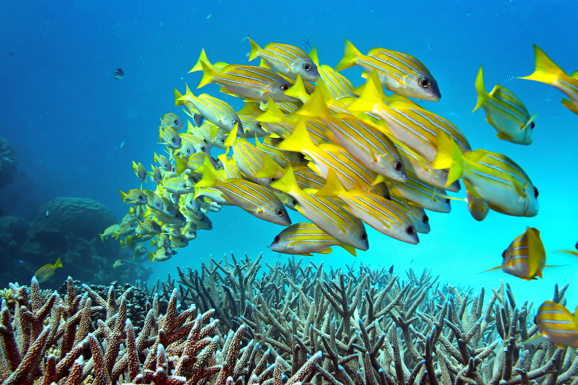 Great Barrier Reef Pics, Earth Collection