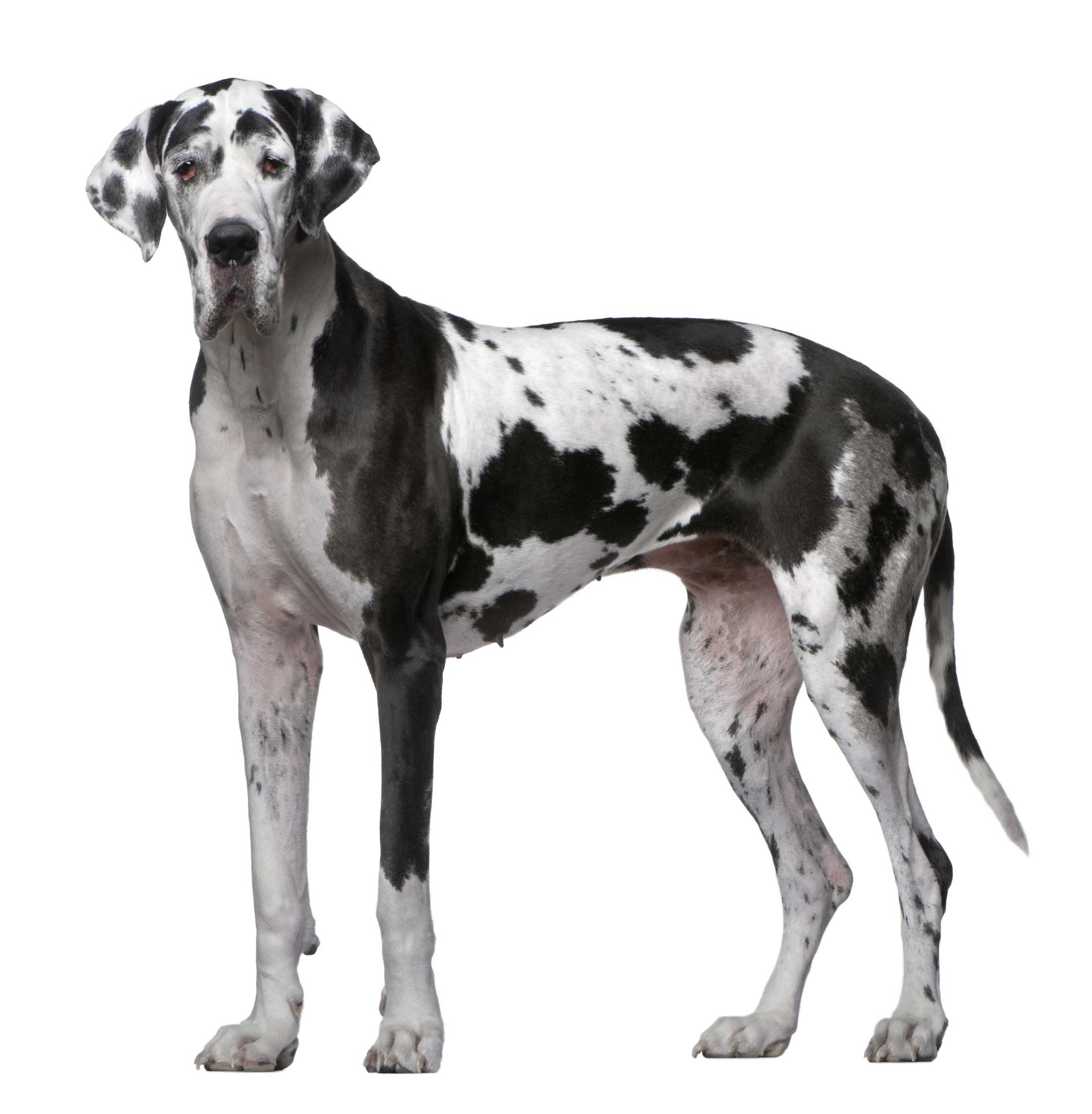 Great Dane Backgrounds on Wallpapers Vista
