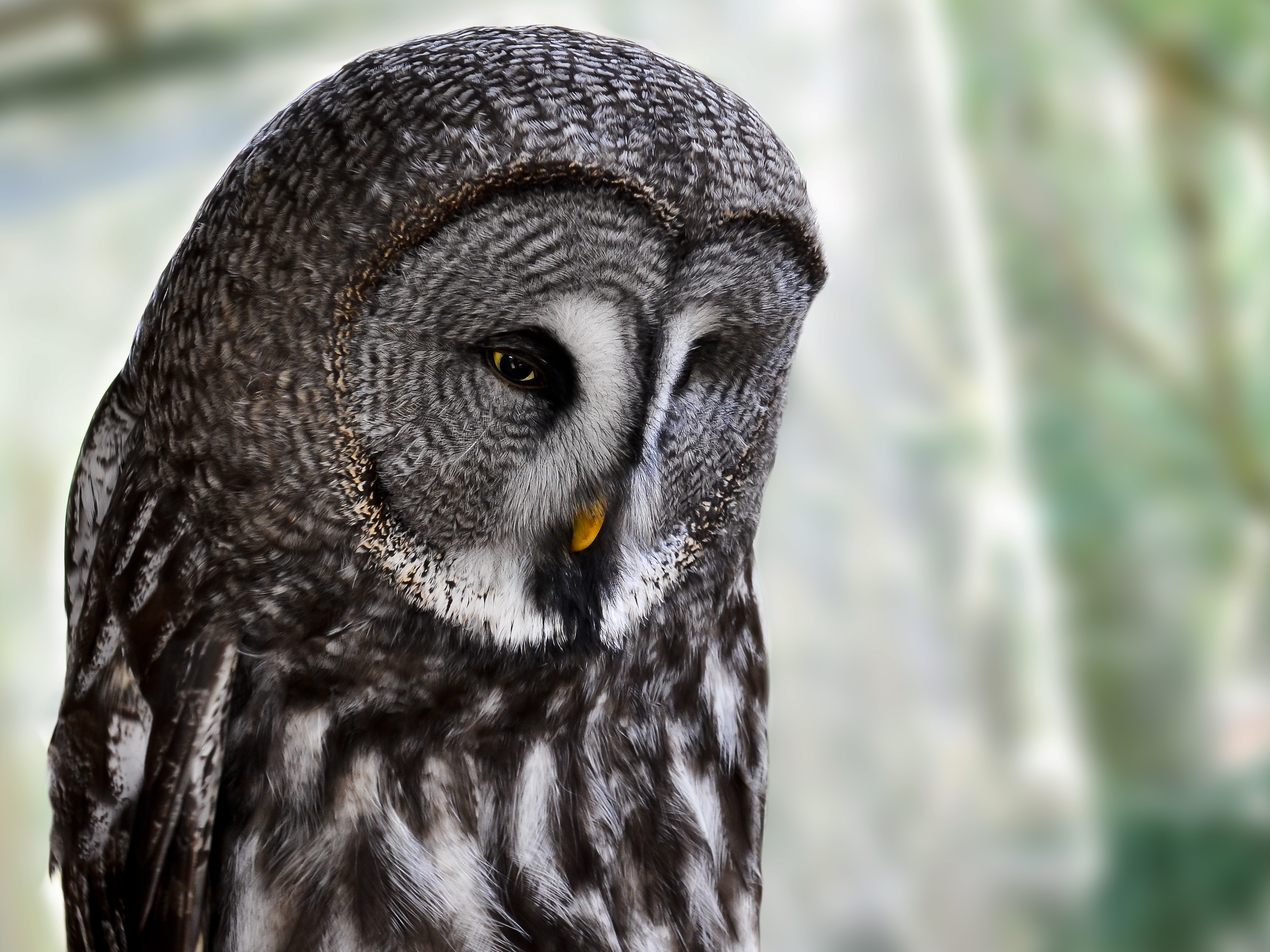 Great Grey Owl Pics, Animal Collection