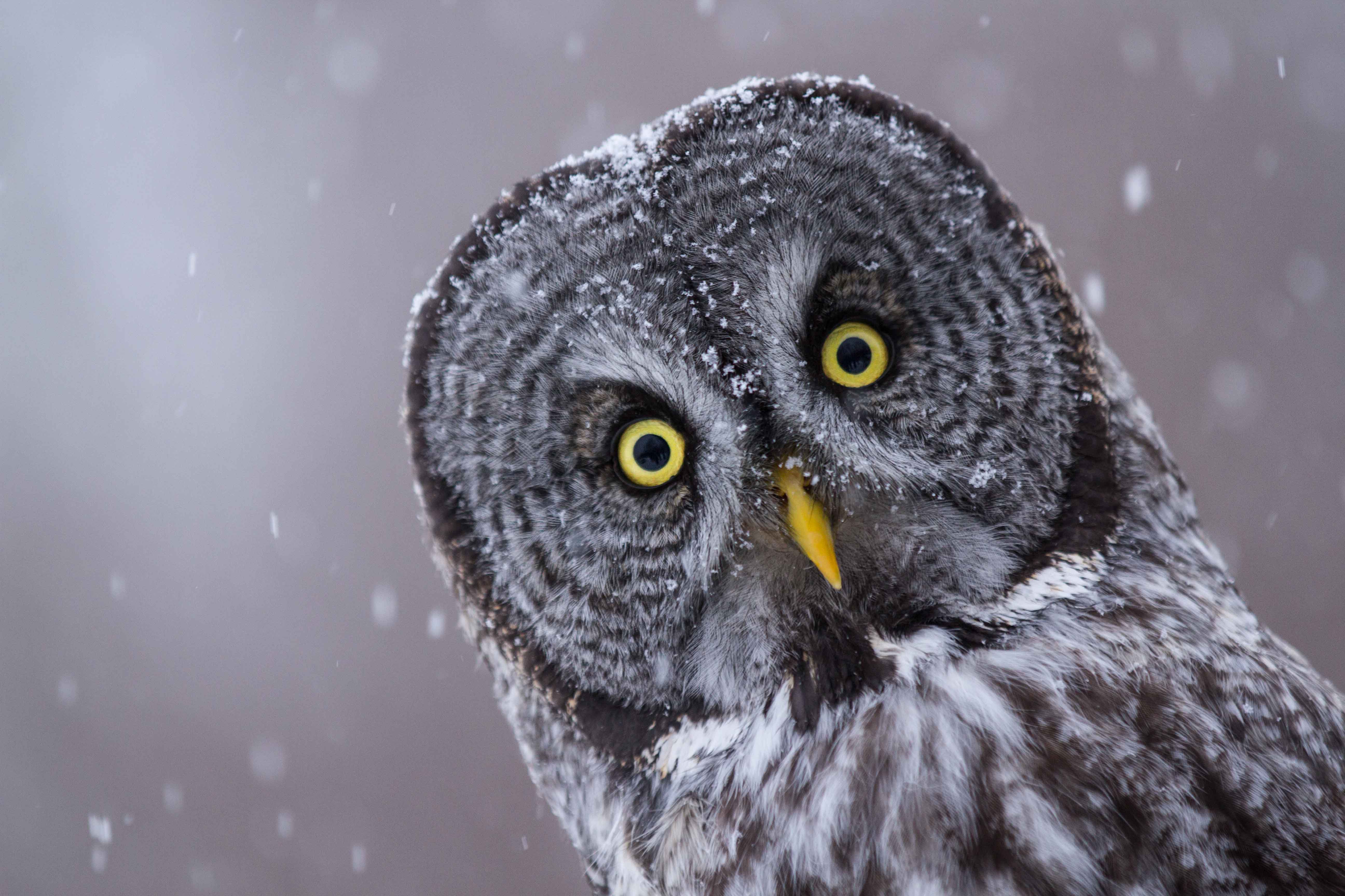 Great Grey Owl Backgrounds on Wallpapers Vista