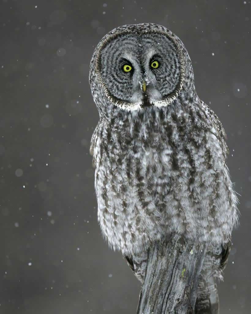 Great Grey Owl High Quality Background on Wallpapers Vista