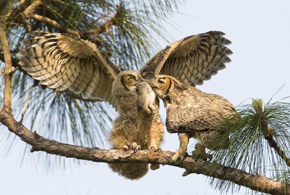 Amazing Great Horned Owl Pictures & Backgrounds