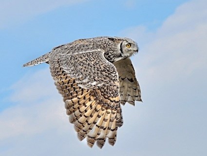 HQ Great Horned Owl Wallpapers | File 27.32Kb