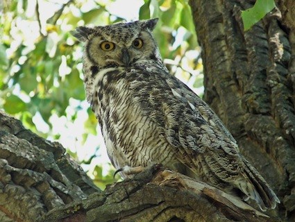 Nice Images Collection: Great Horned Owl Desktop Wallpapers