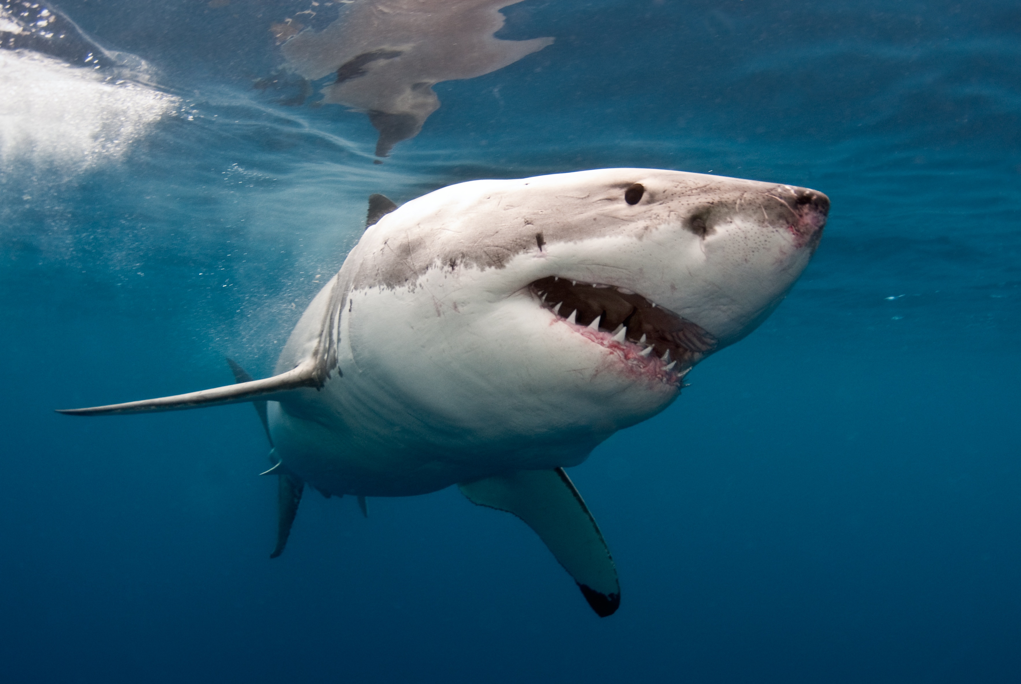 3533x2366 > Great White Shark Wallpapers