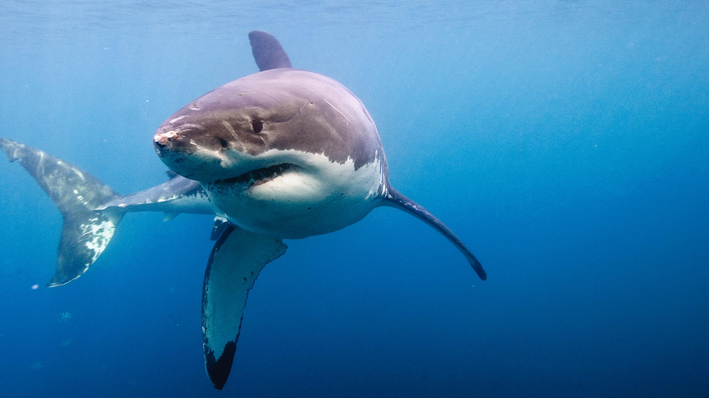 Nice Images Collection: Great White Shark Desktop Wallpapers