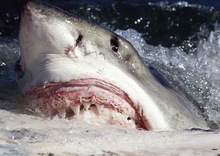 Amazing Great White Shark Pictures & Backgrounds